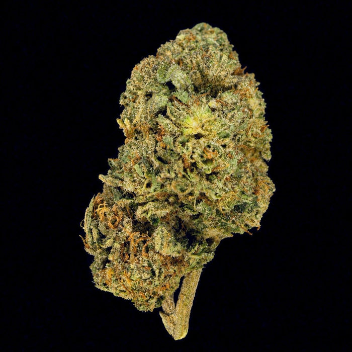 Garlic Sauce THCA Flower - Lost In Translation