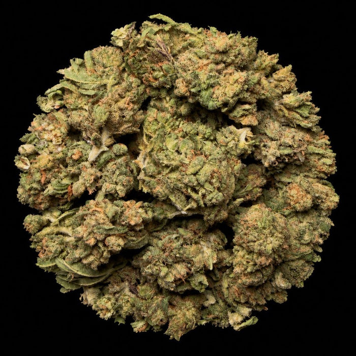Gas Face THCA Flower - Lost In Translation