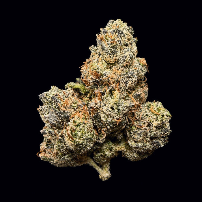 Gelato 33 THCA Flower - Lost In Translation
