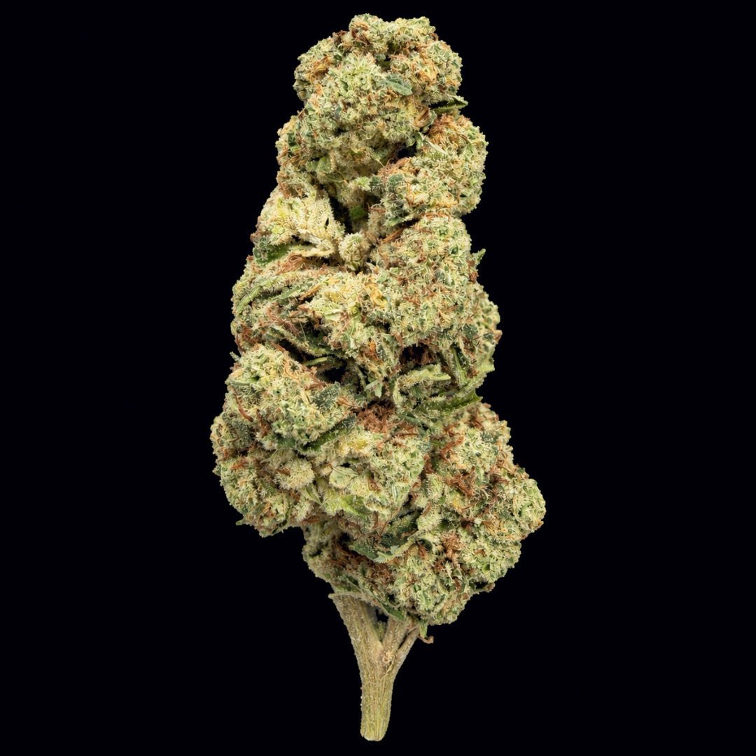 Gelato King THCA Flower - Lost In Translation