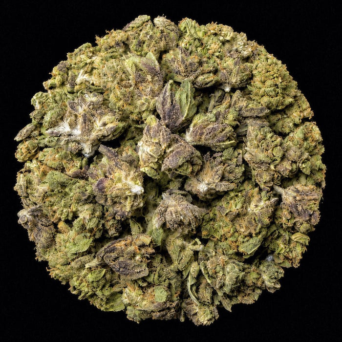 Gelonade THCA Flower - Lost In Translation