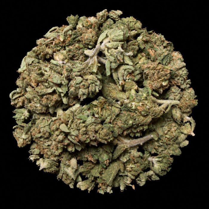 Ghost Train Haze THCA Flower - Lost In Translation