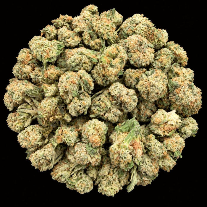 Ghost Train Haze THCA Flower - Lost In Translation