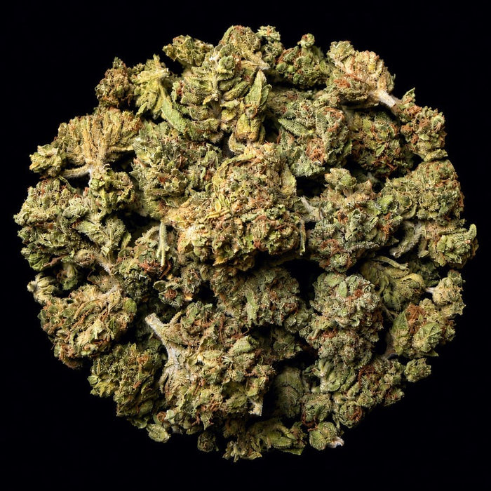 Gorilla Glue THCA Flower - Lost In Translation