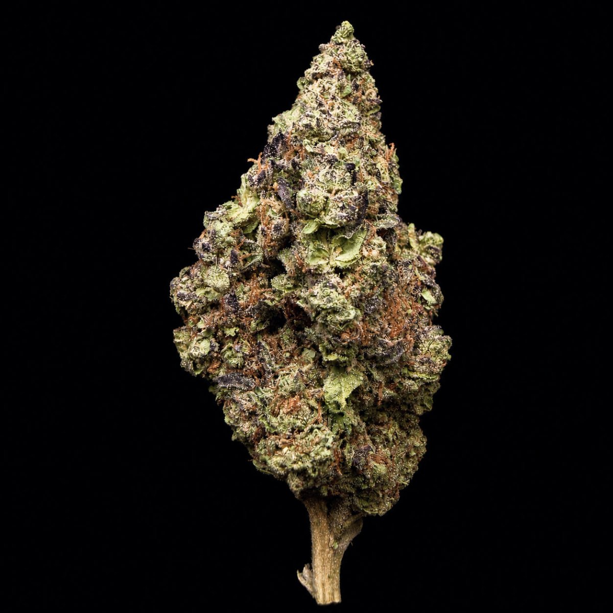 Government Oasis THCA Flower - Lost In Translation