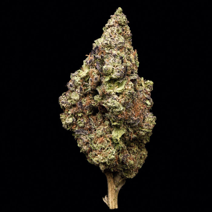 Government Oasis THCA Flower - Lost In Translation