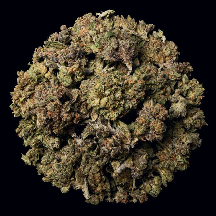 Gush Mintz THCA Flower - Lost In Translation