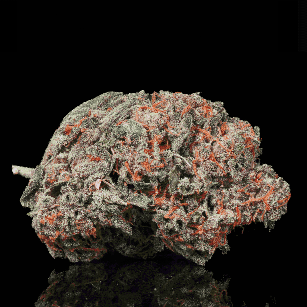 Lemon Cherry Gelato THCA Flower - Lost In Translation