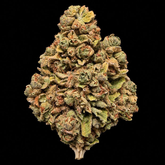 Motorbreath THCA Flower - Lost In Translation