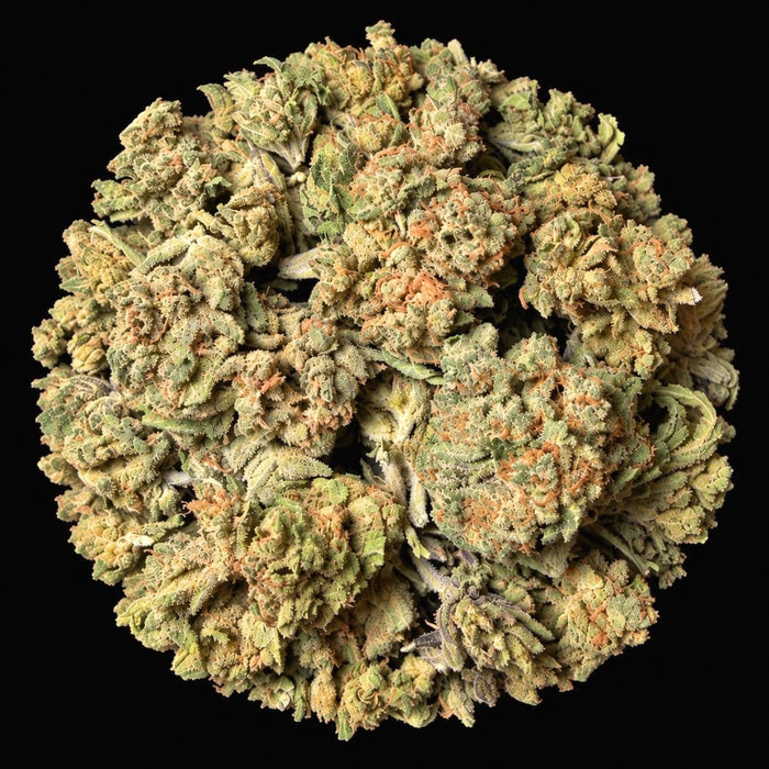 Orange Push Pop THCA Flower - Lost In Translation