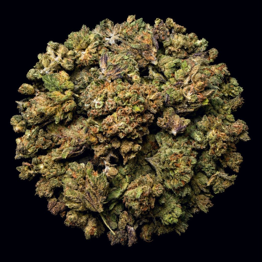 Poison Gushers THCA Flower - Lost In Translation