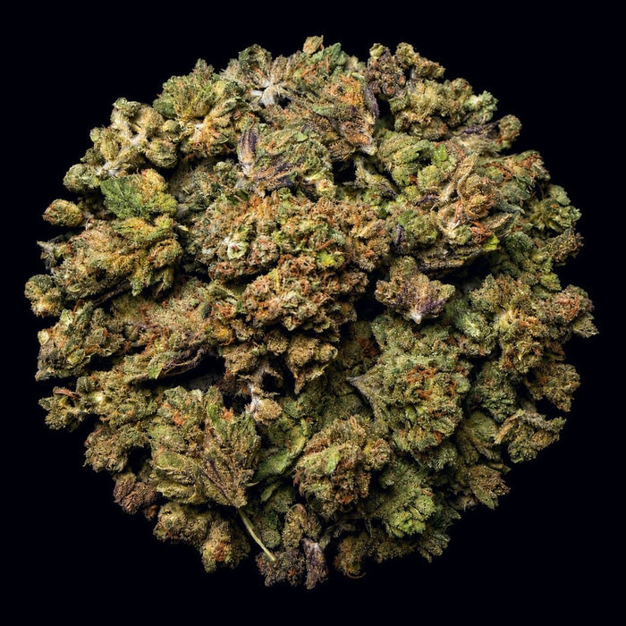 Poison Gushers THCA Flower - Lost In Translation