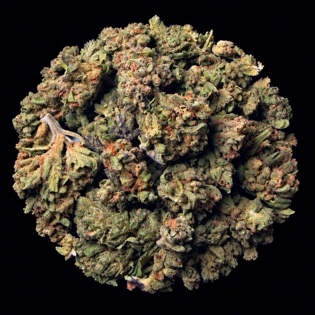 Purple Candy THCA Flower - Lost In Translation