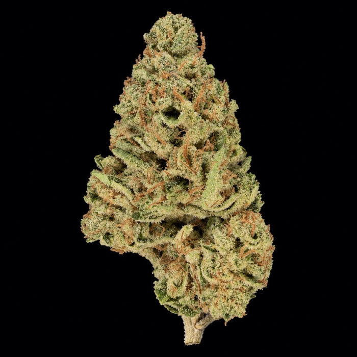Rainbow Runtz THCA Flower - Lost In Translation
