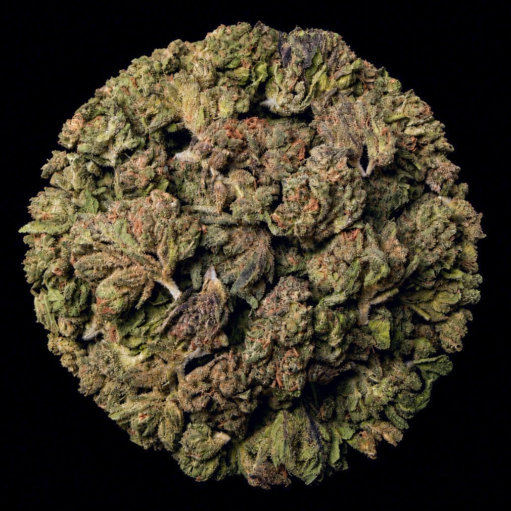 Red Velvet Gary THCA Flower - Lost In Translation