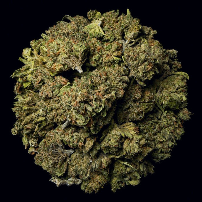 Rocket Fuel THCA Flower - Lost In Translation