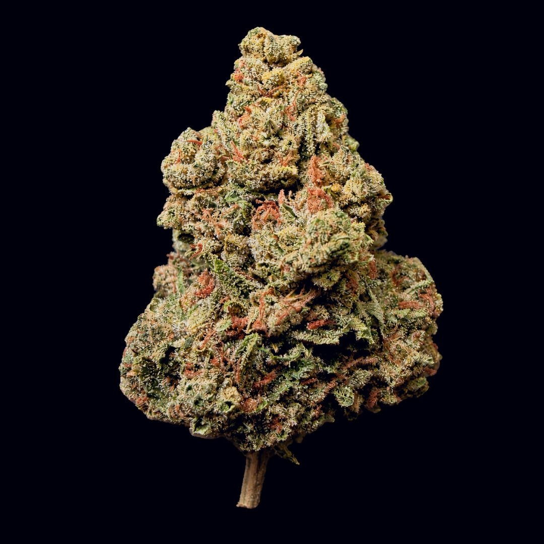 Sherbanger THCA Flower - Lost In Translation