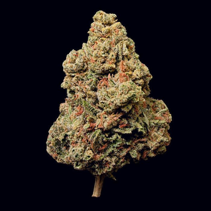 Sherbanger THCA Flower - Lost In Translation