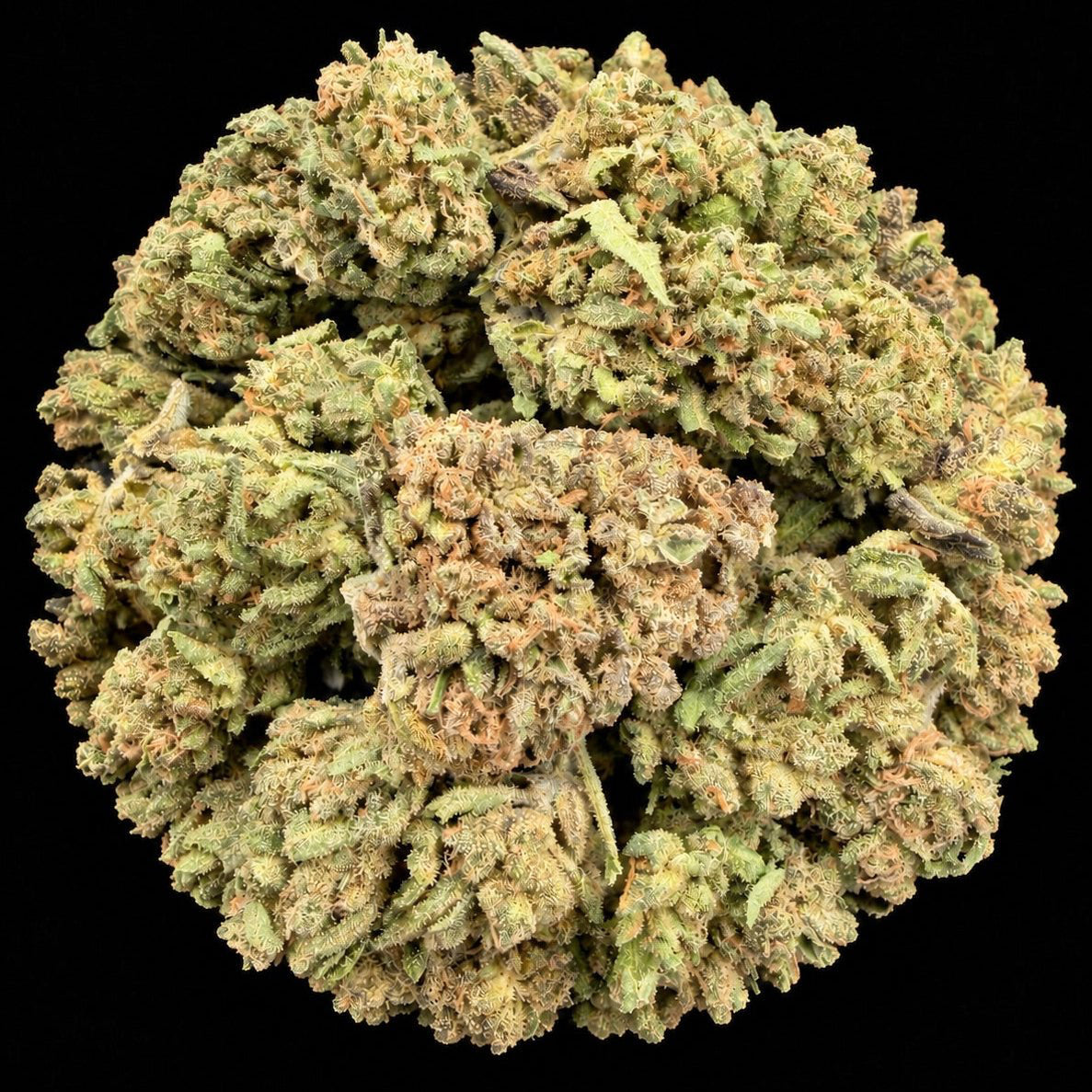 Banana Cream Pie THCA Flower - Lost In Translation