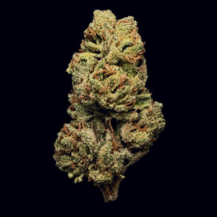 Gush Mintz THCA Flower - Lost In Translation