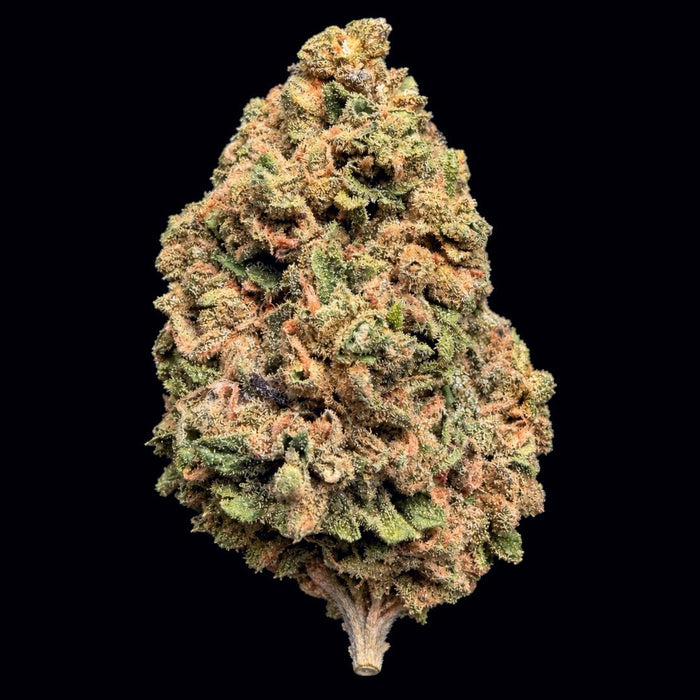 Vanilla Cream Cake THCA Flower - Lost In Translation