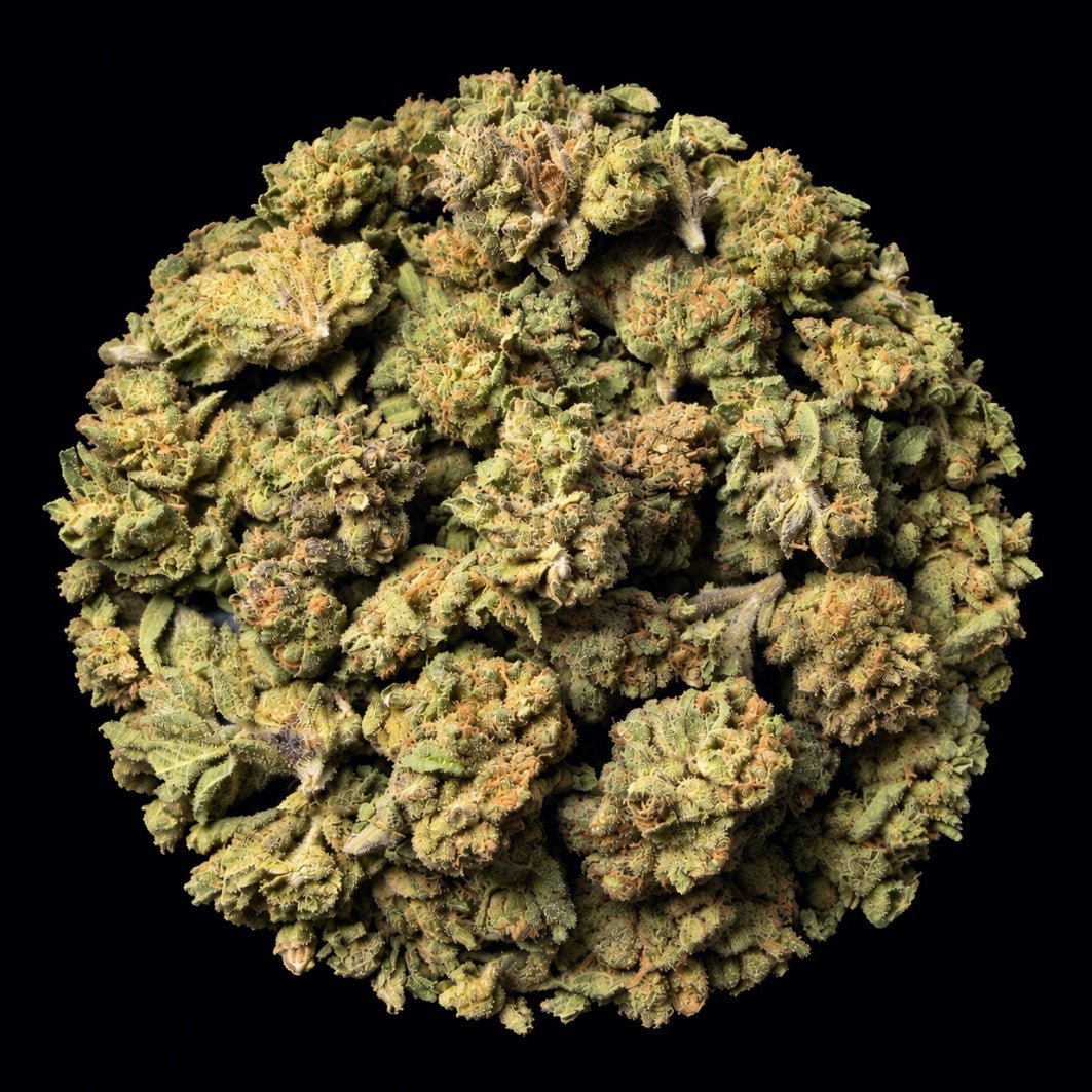 Velvet Gas THCA Flower - Lost In Translation