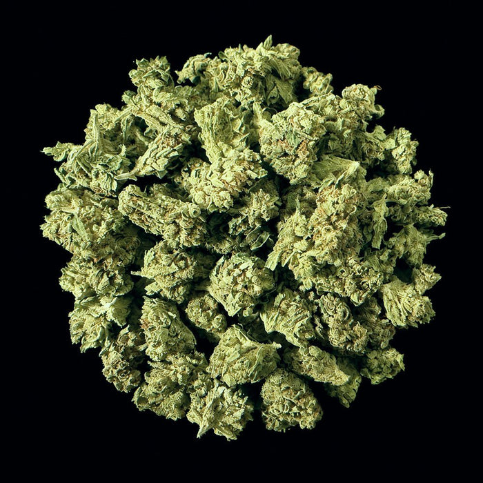 Watermelon Mimosa THCA Flower - Lost In Translation