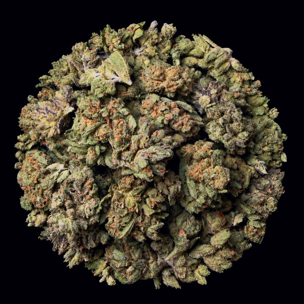 White Ash THCA Flower - Lost In Translation