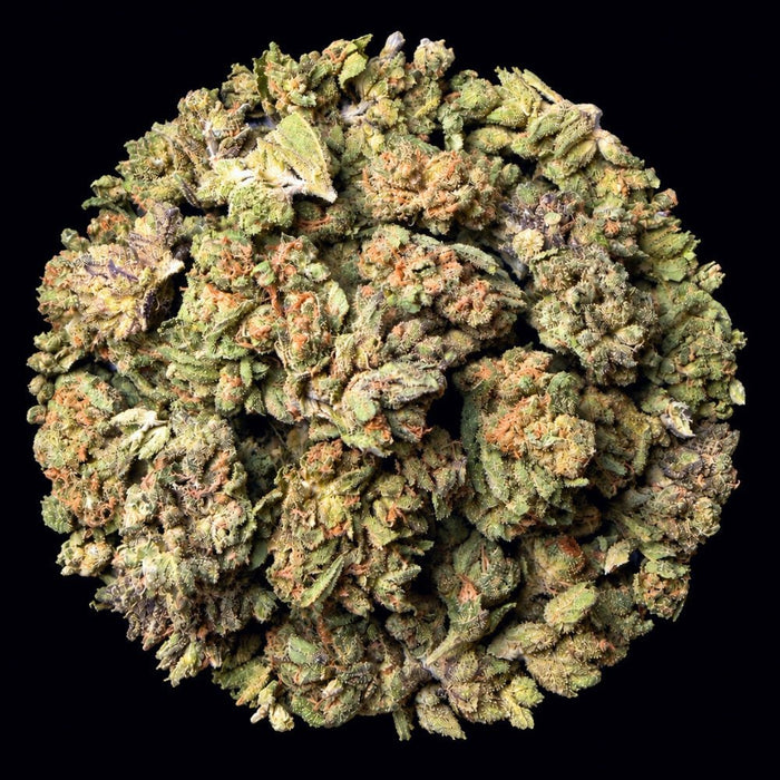 White Ash THCA Flower - Lost In Translation