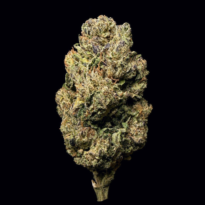 White Runtz THCA Flower - Lost In Translation