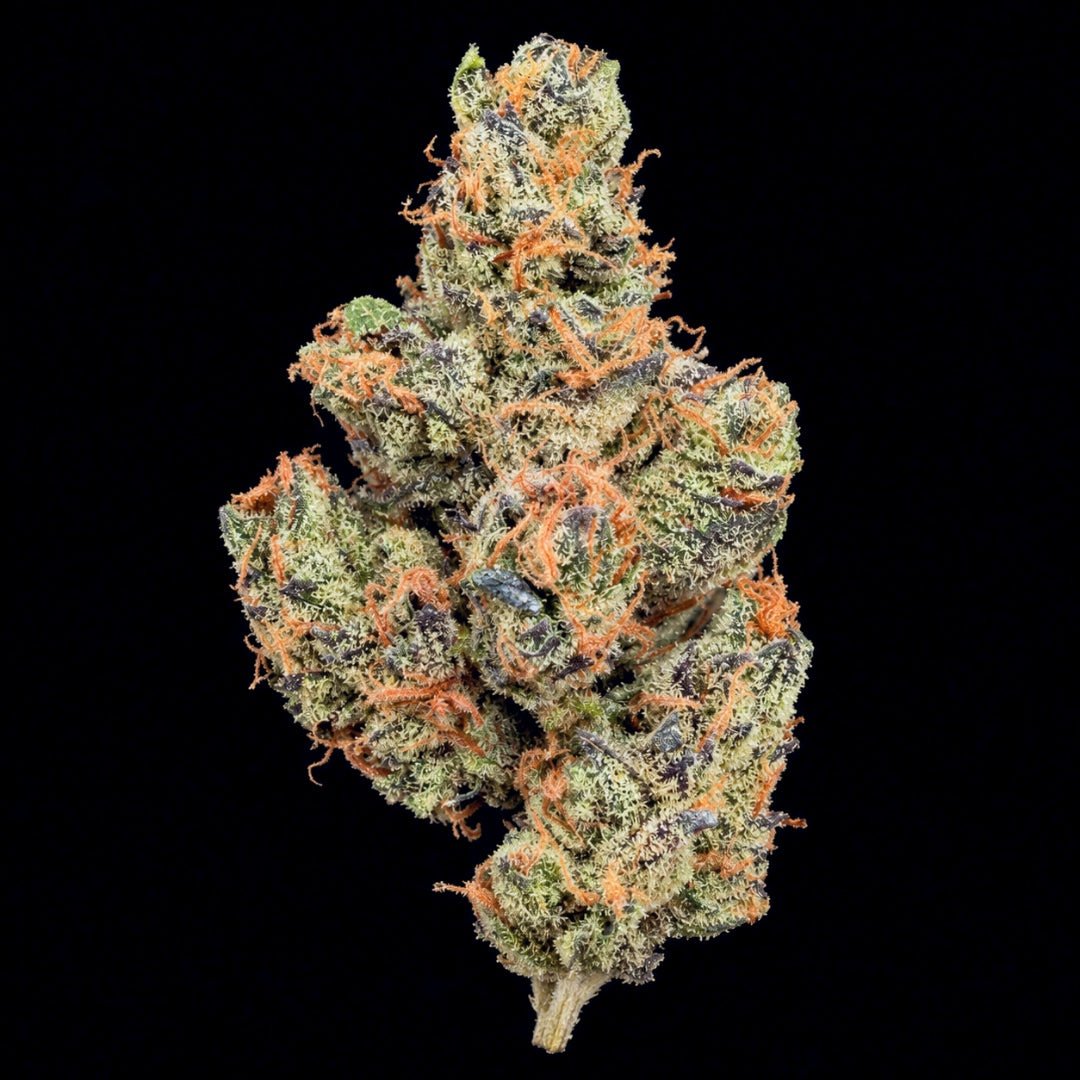 White Truffle THCA Flower - Lost In Translation