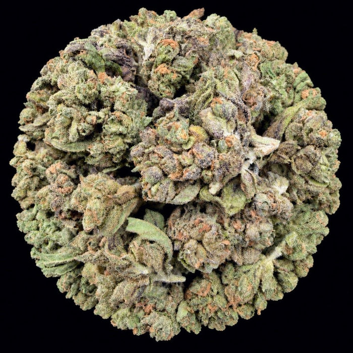White Truffle THCA Flower - Lost In Translation