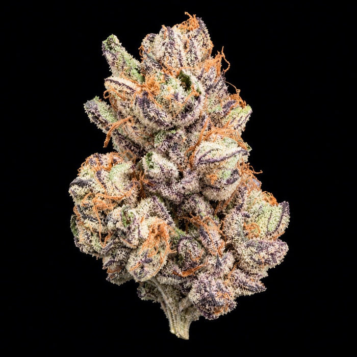 XXX THCA Flower - Lost In Translation