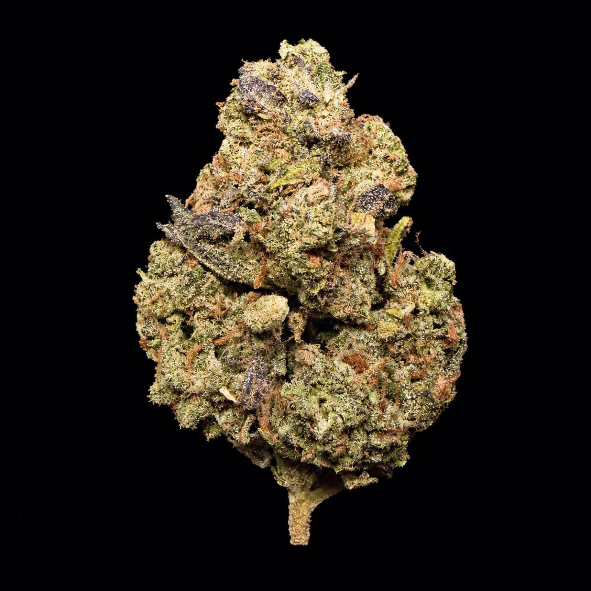 Zushi THCA Flower - Lost In Translation